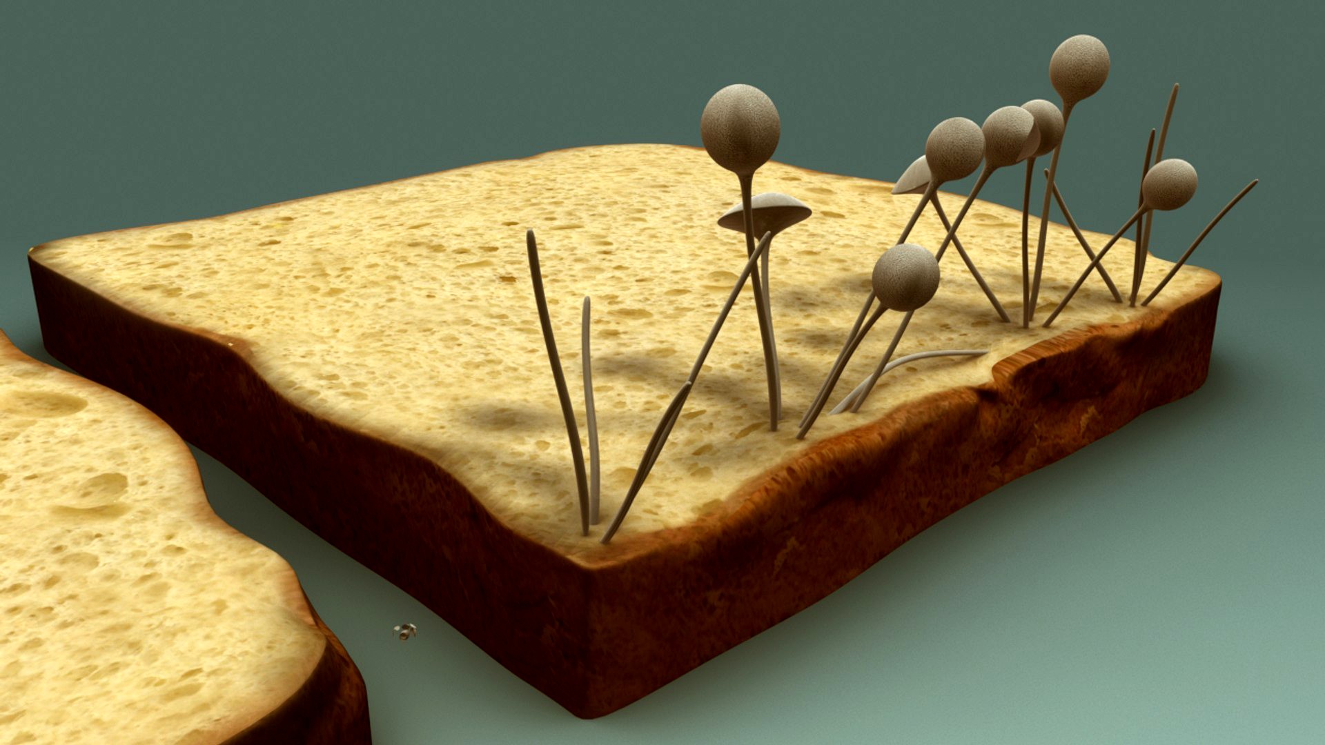 Fungus on bread