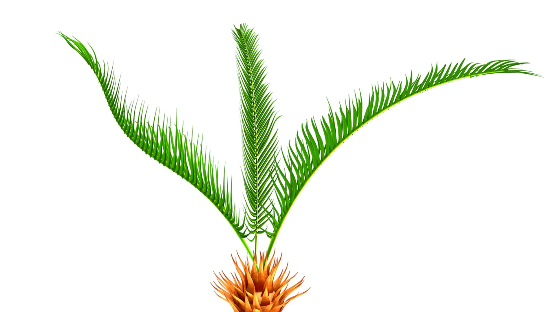 Cycas roots
