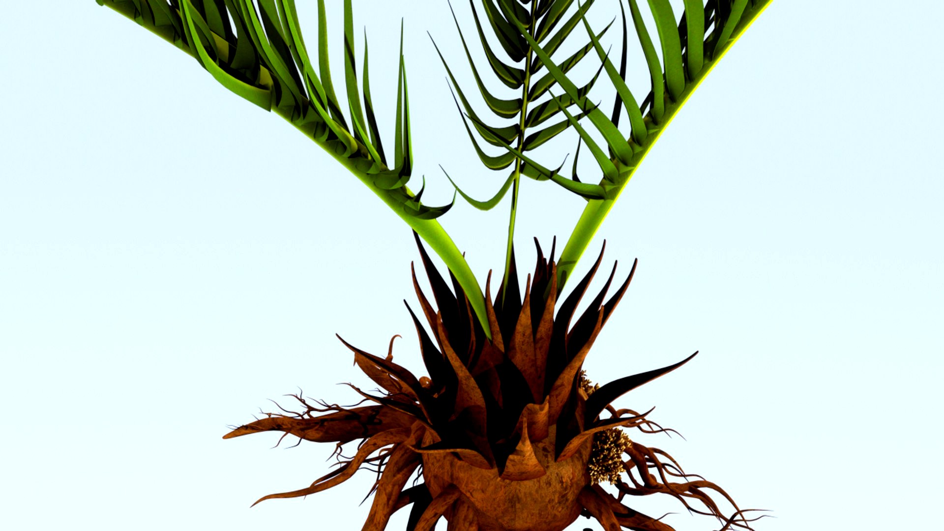Corollid roots