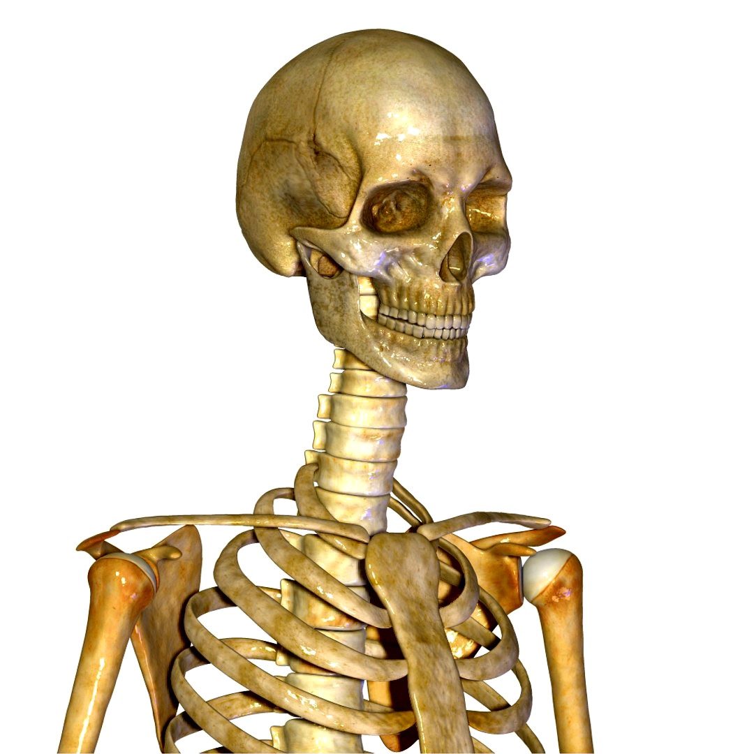 Human Skeleton