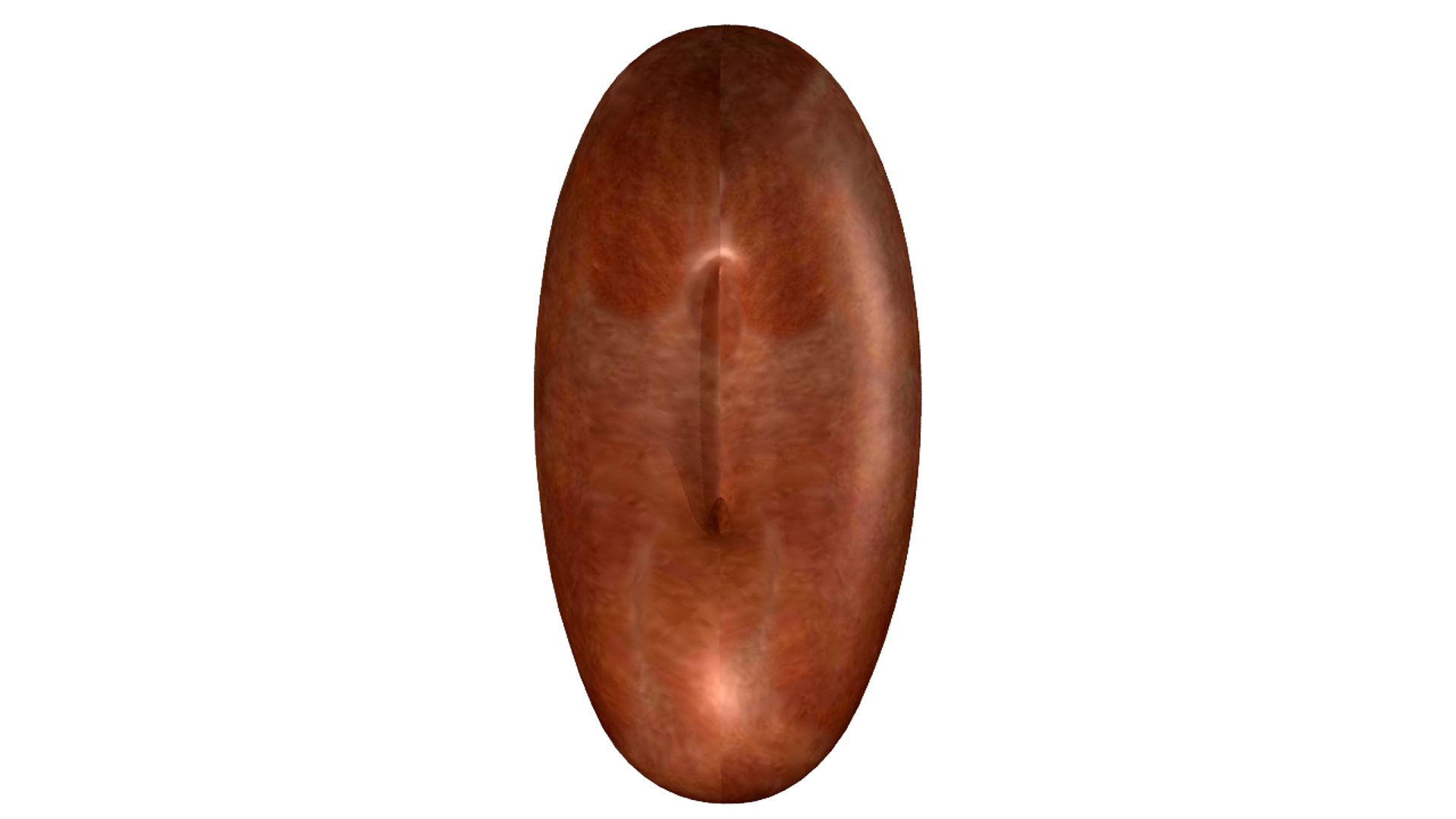 Bean cotyledons