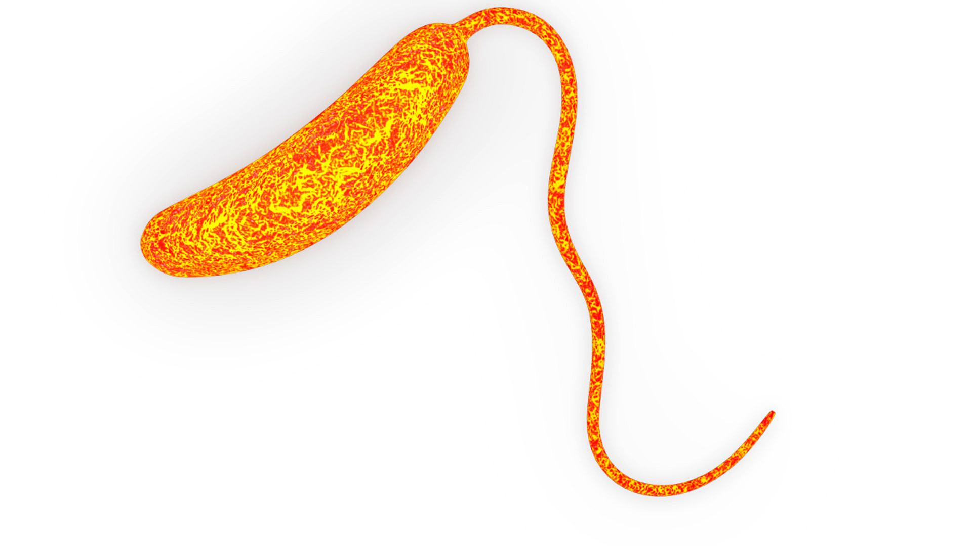 Bacillus vulgaris