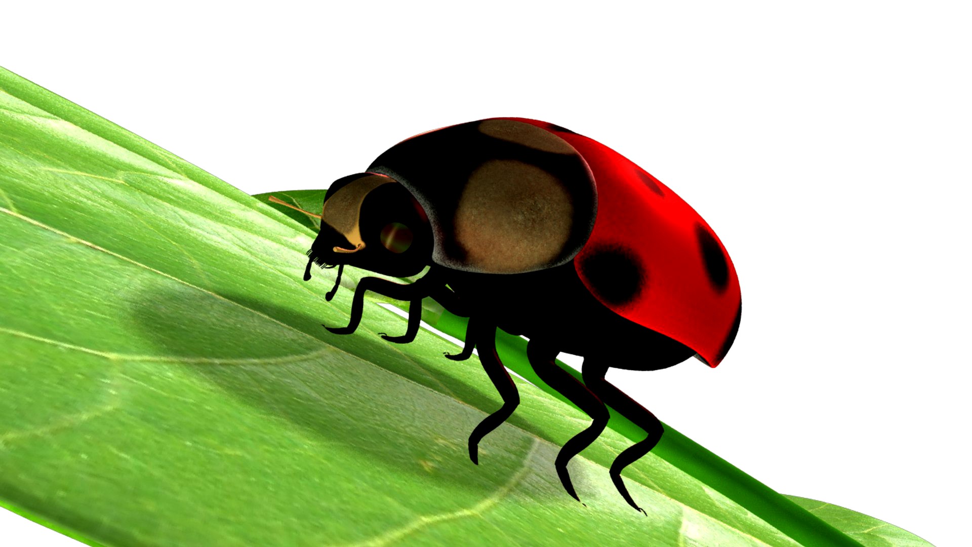 Lady bug
