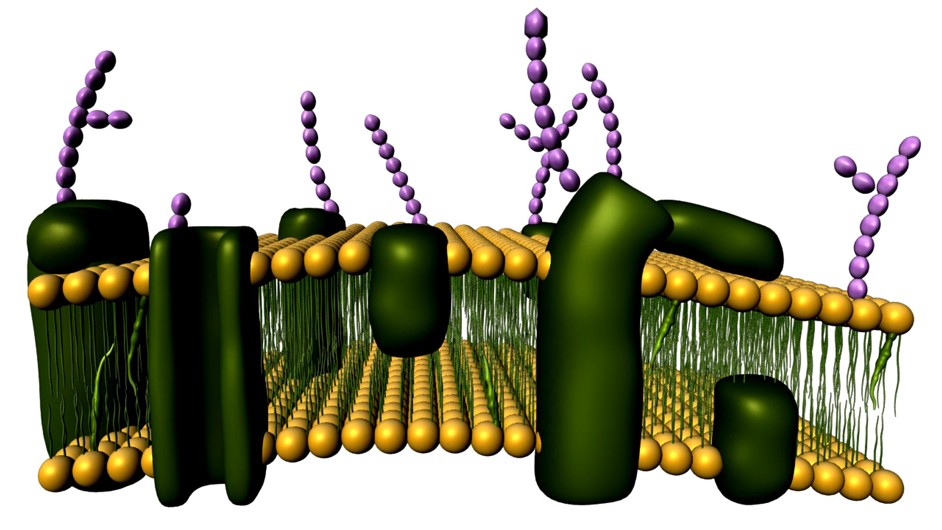 Cell Membrane