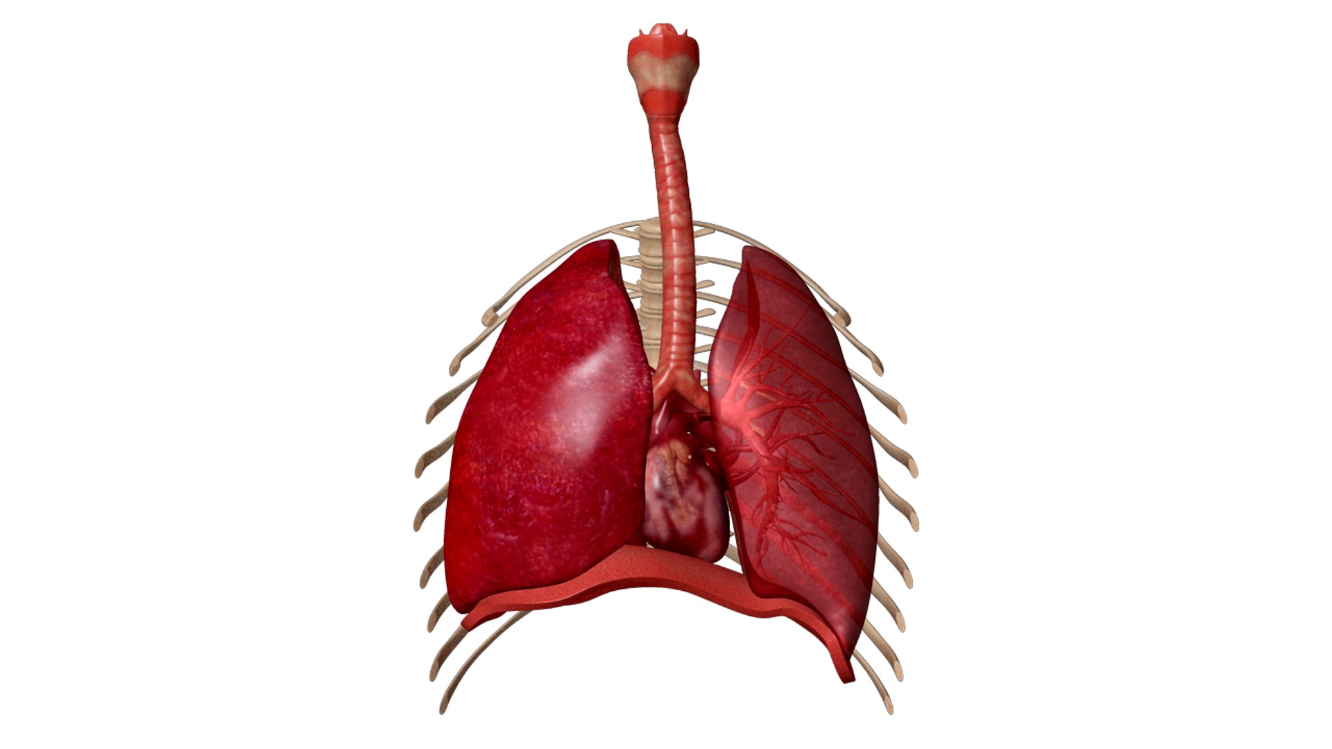 Human Respiratory System