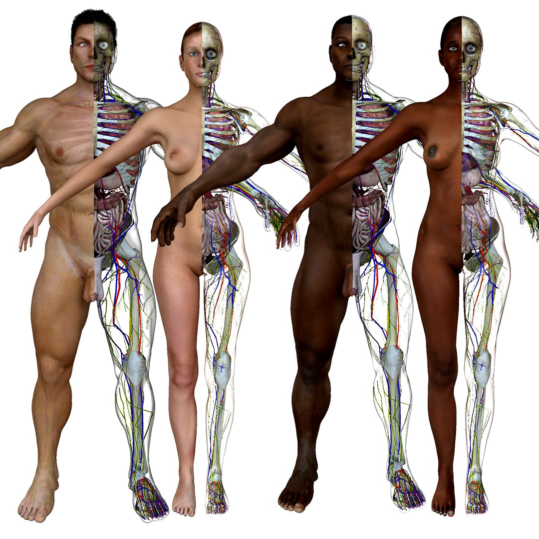 Anatomy Systems without Muscles
