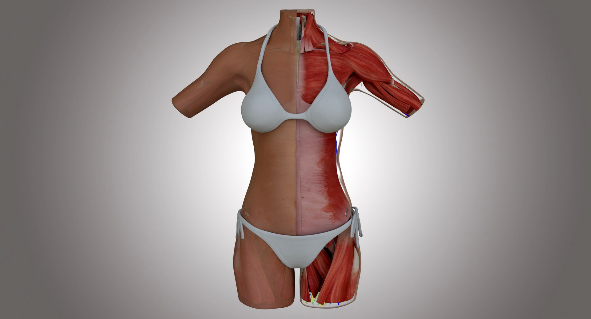 Muscle Anatomy Female Torso