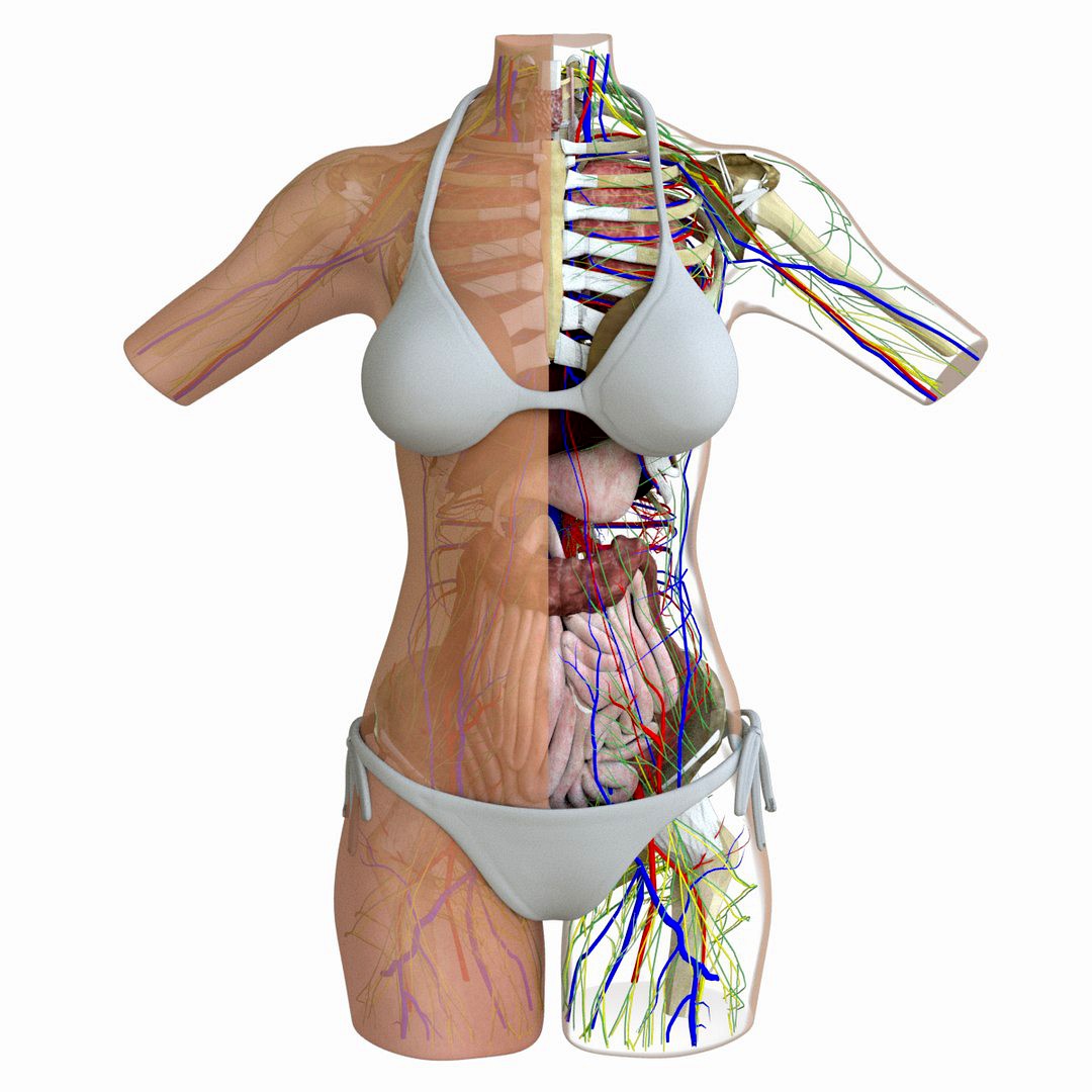 Female Torso Anatomy