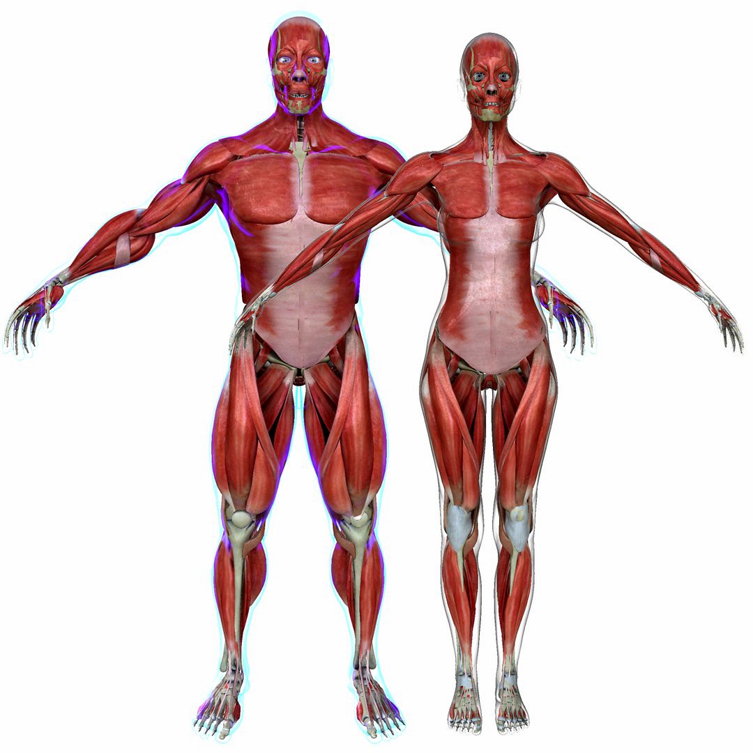 Muscle Anatomy Medical Edition Combo