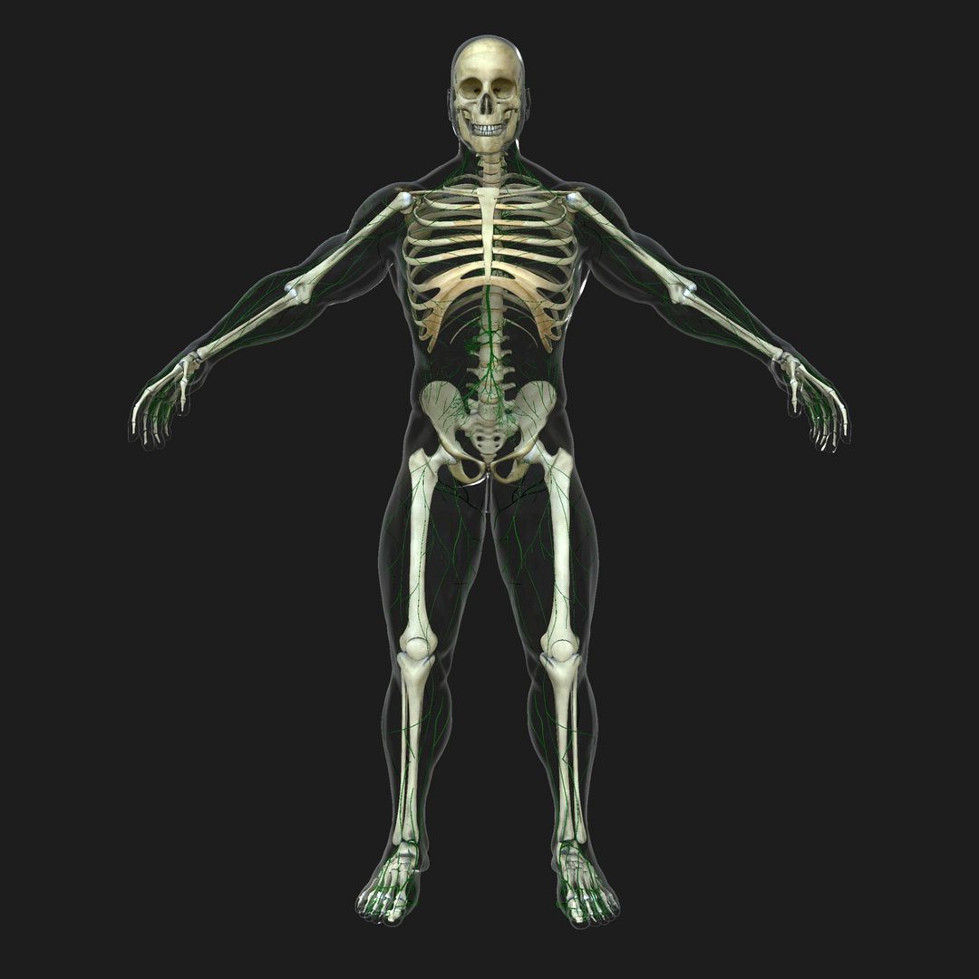 Lymphatic System with Skeleton
