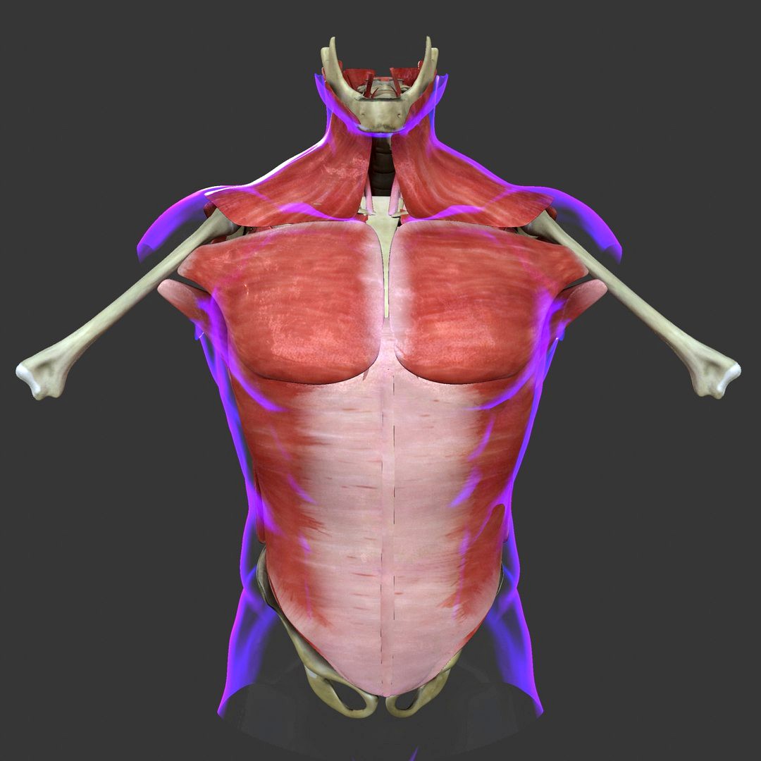 Muscles of the Torso Medical Edition