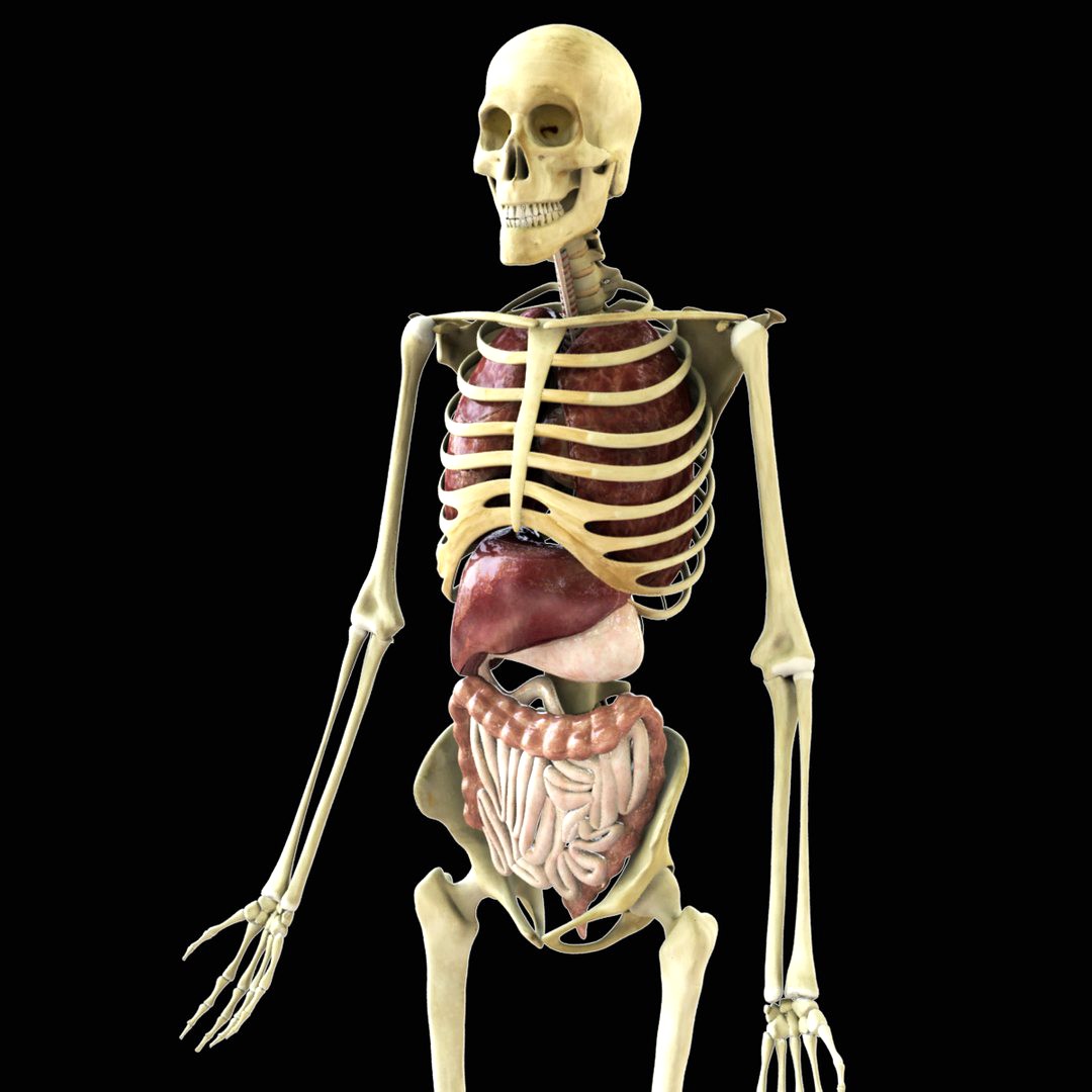 Rigged Skeleton with Organs