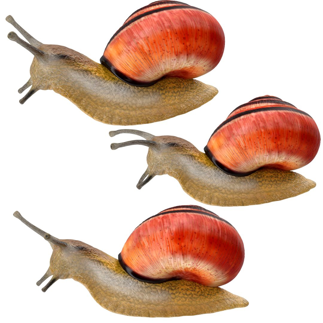 Land Snail Poses