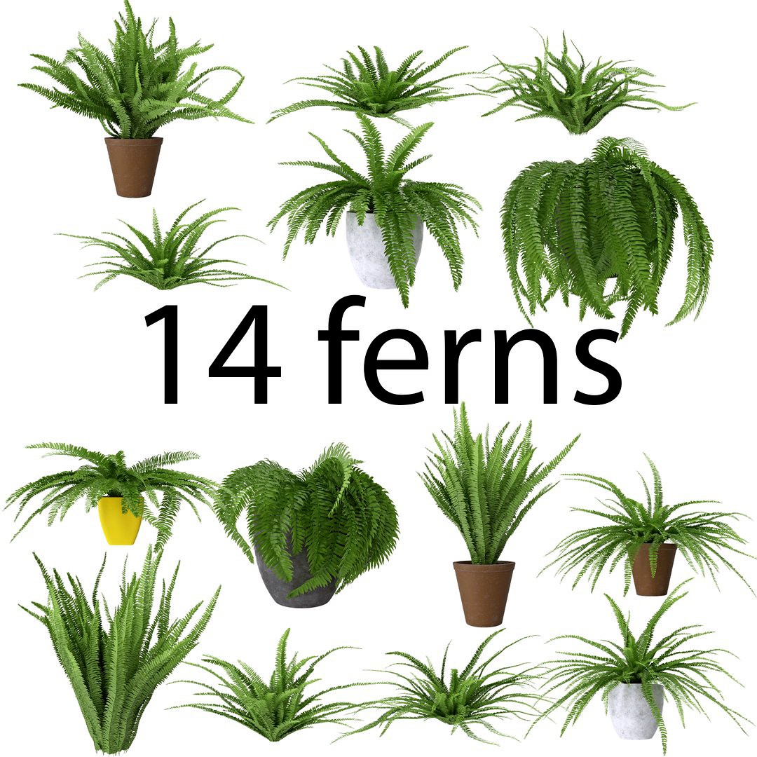 Fern Pack