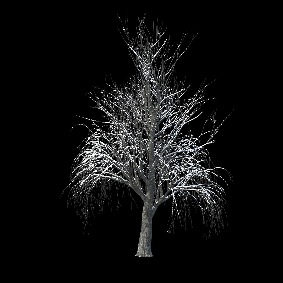 Winter Tree 029
