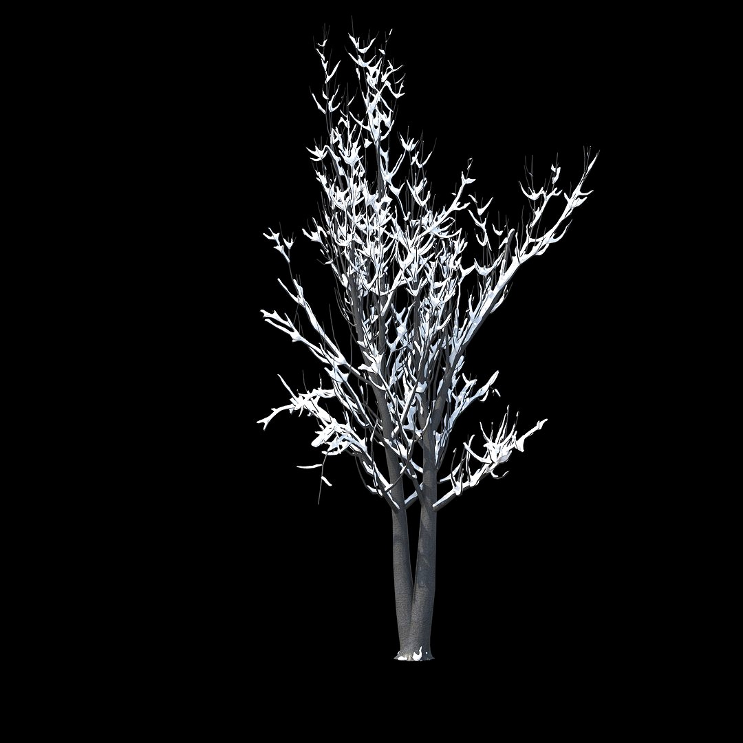 Winter Tree 024