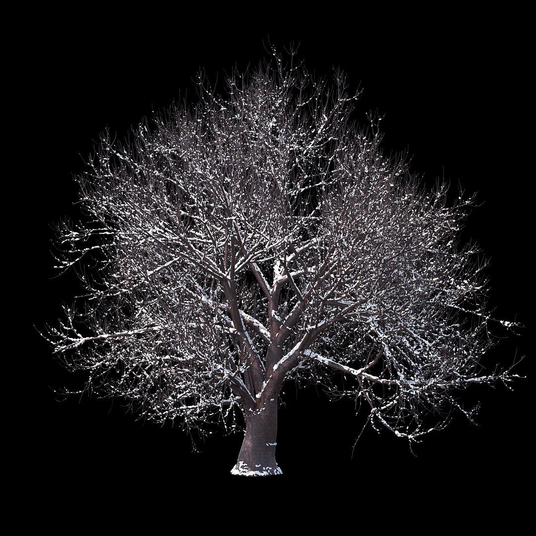 Winter Tree 04