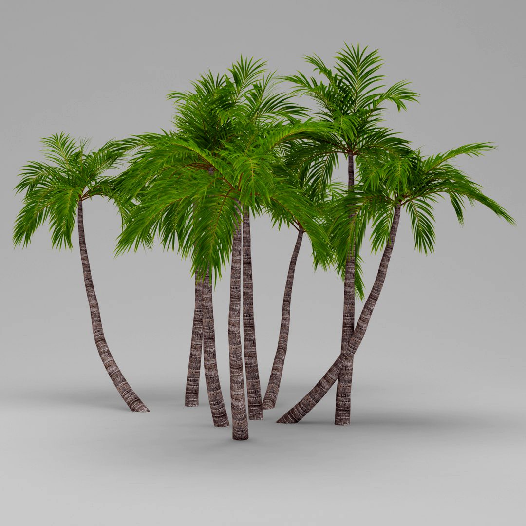Palm 016