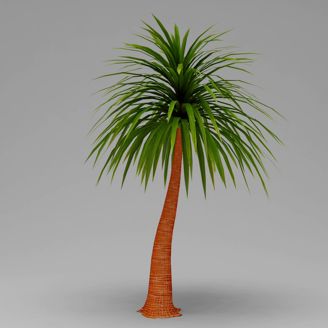 Palm 06