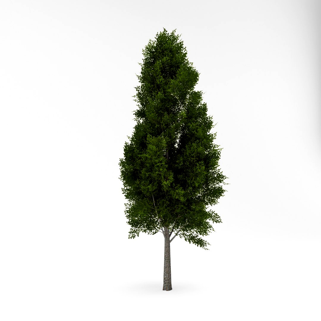 Deciduous 032
