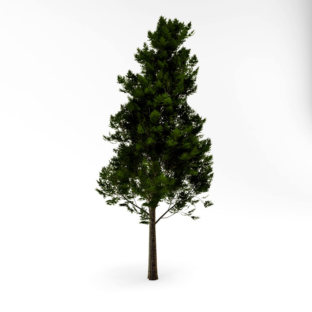 Deciduous 026
