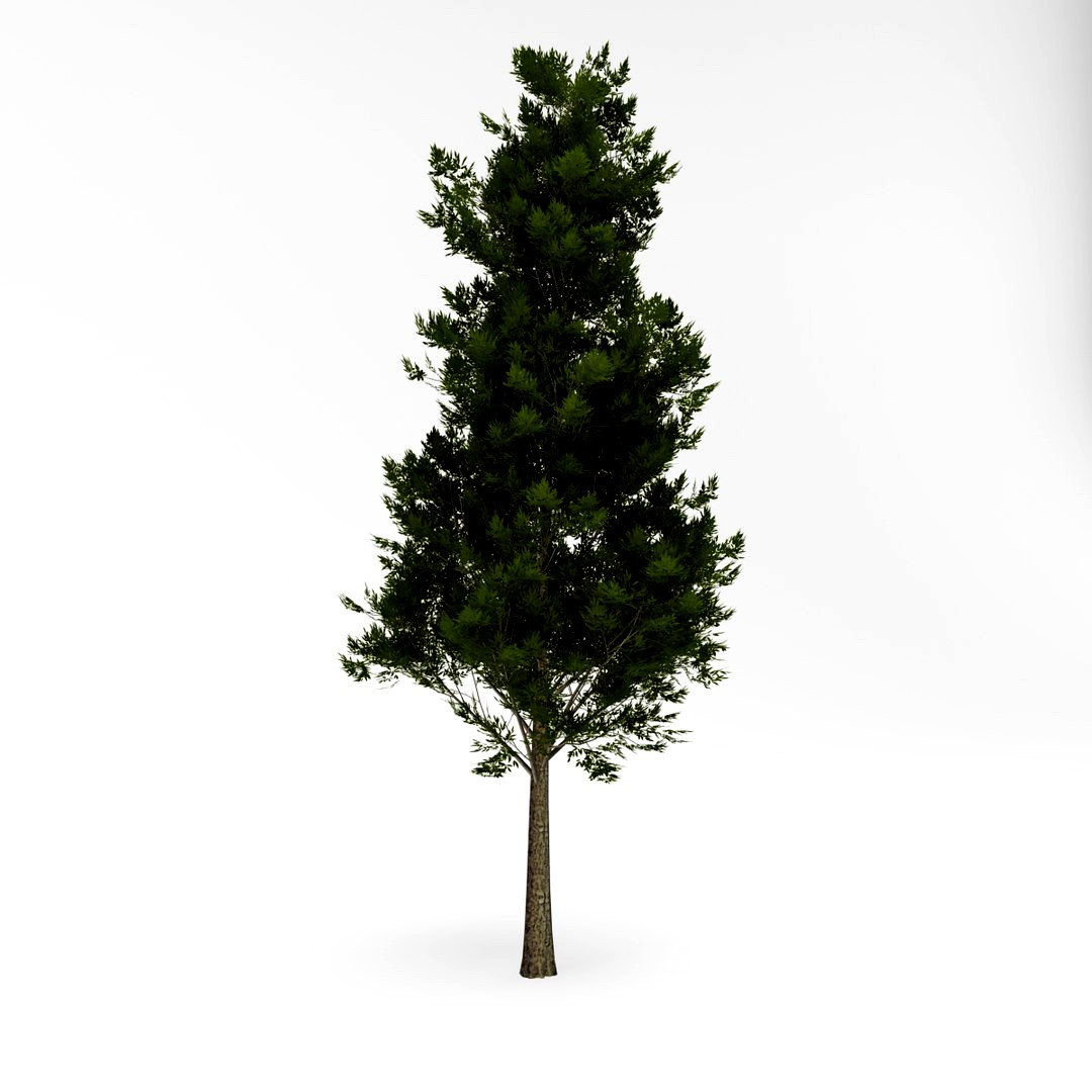 Deciduous 025