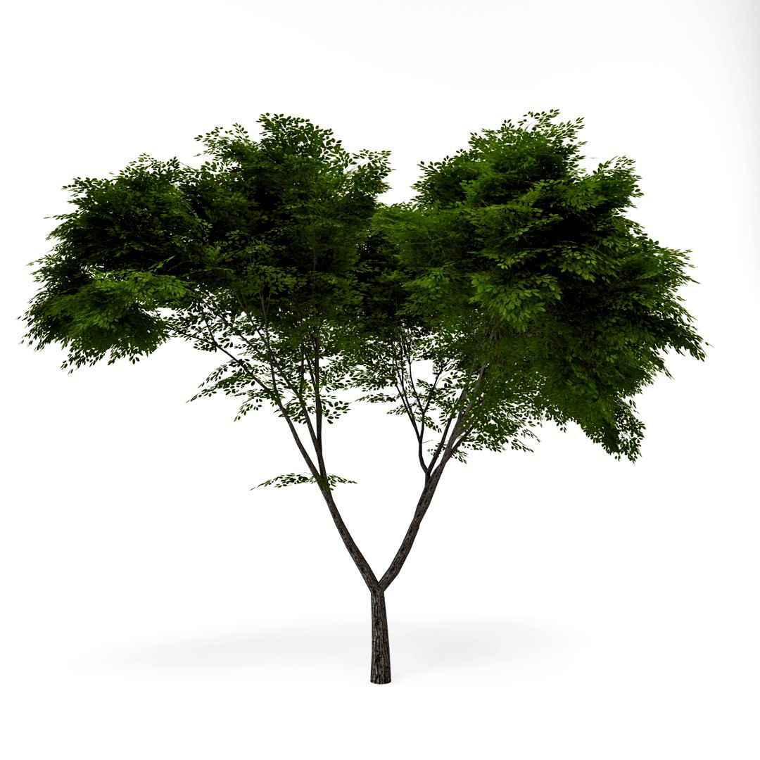 Deciduous 014