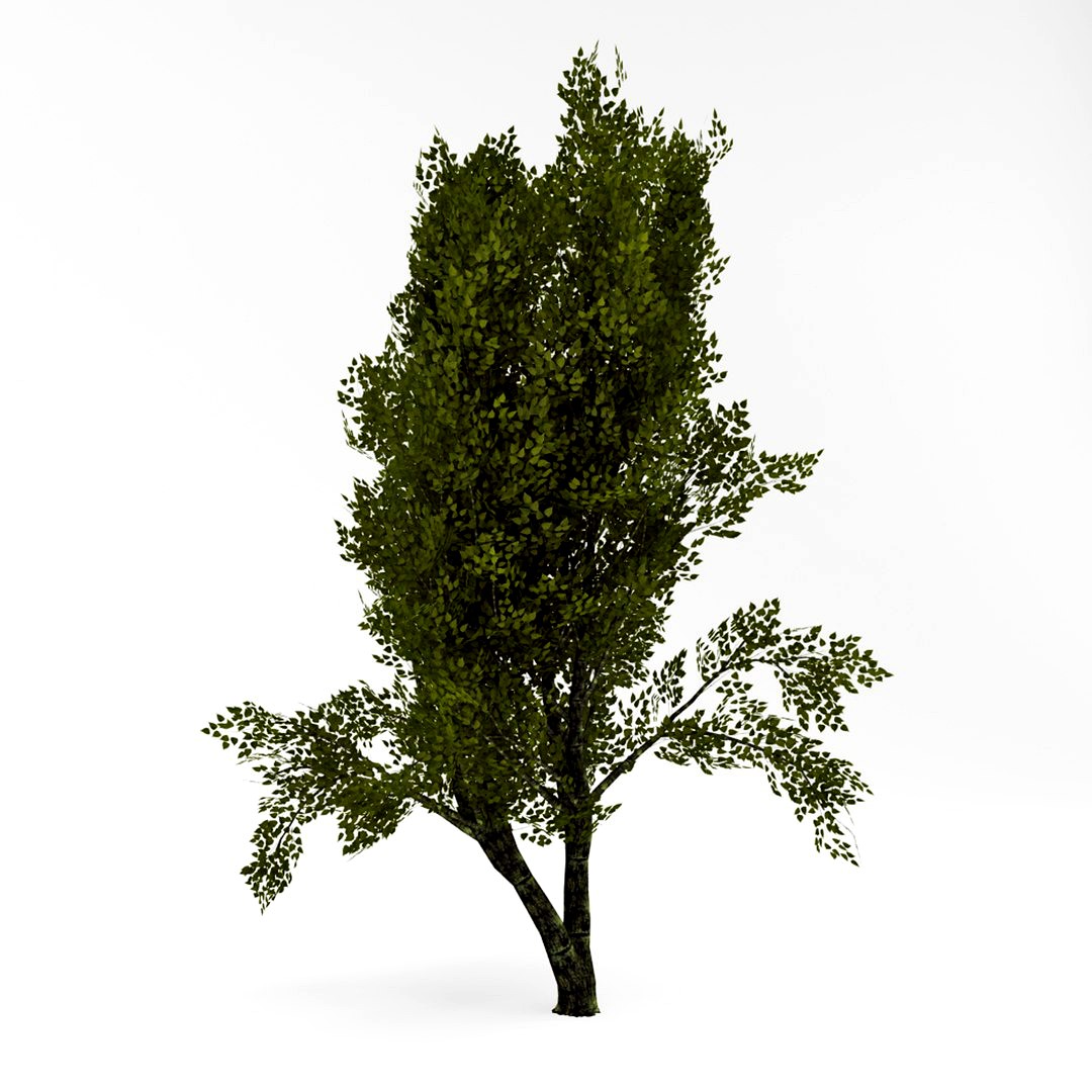 Deciduous 010