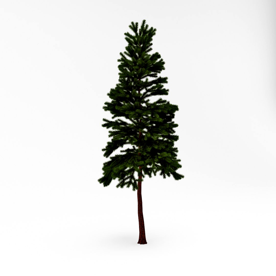 Conifer 018