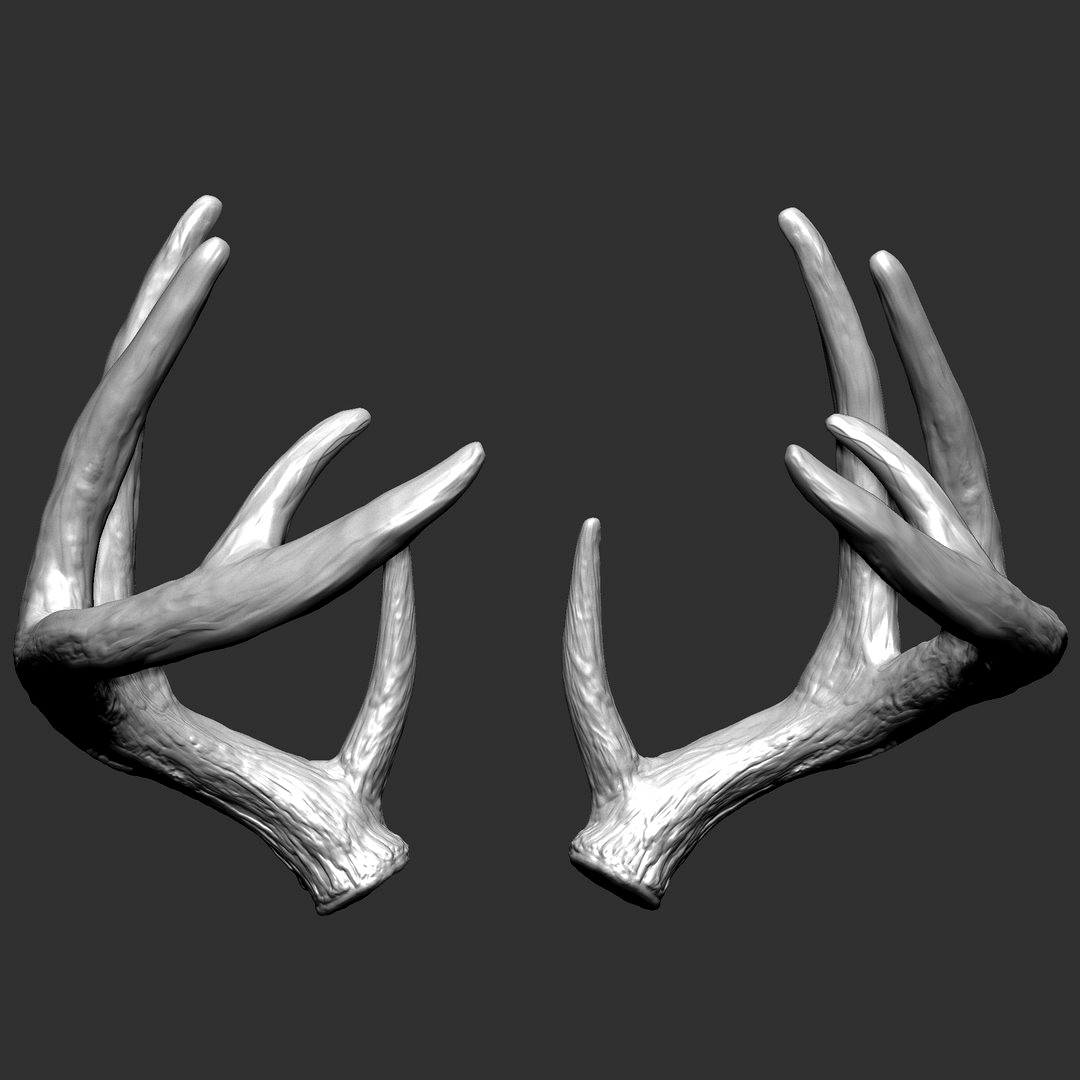 White-tailed Deer - Virginia Deer Horns