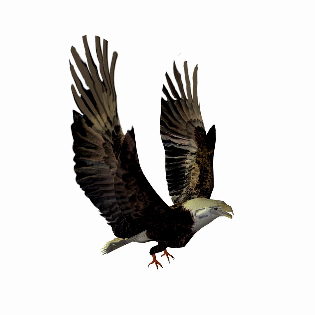Grey Eagle Flapping Its wings Animated