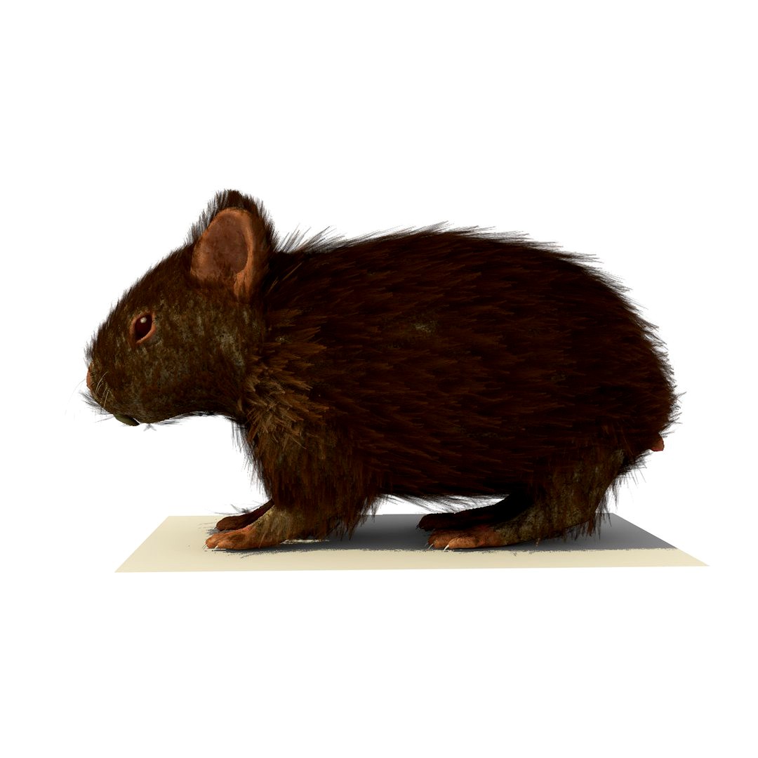 Brown Hamster with FUR