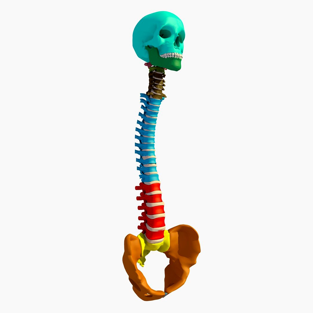 Human Vertebra+Skull+Sacrum+Pelvis