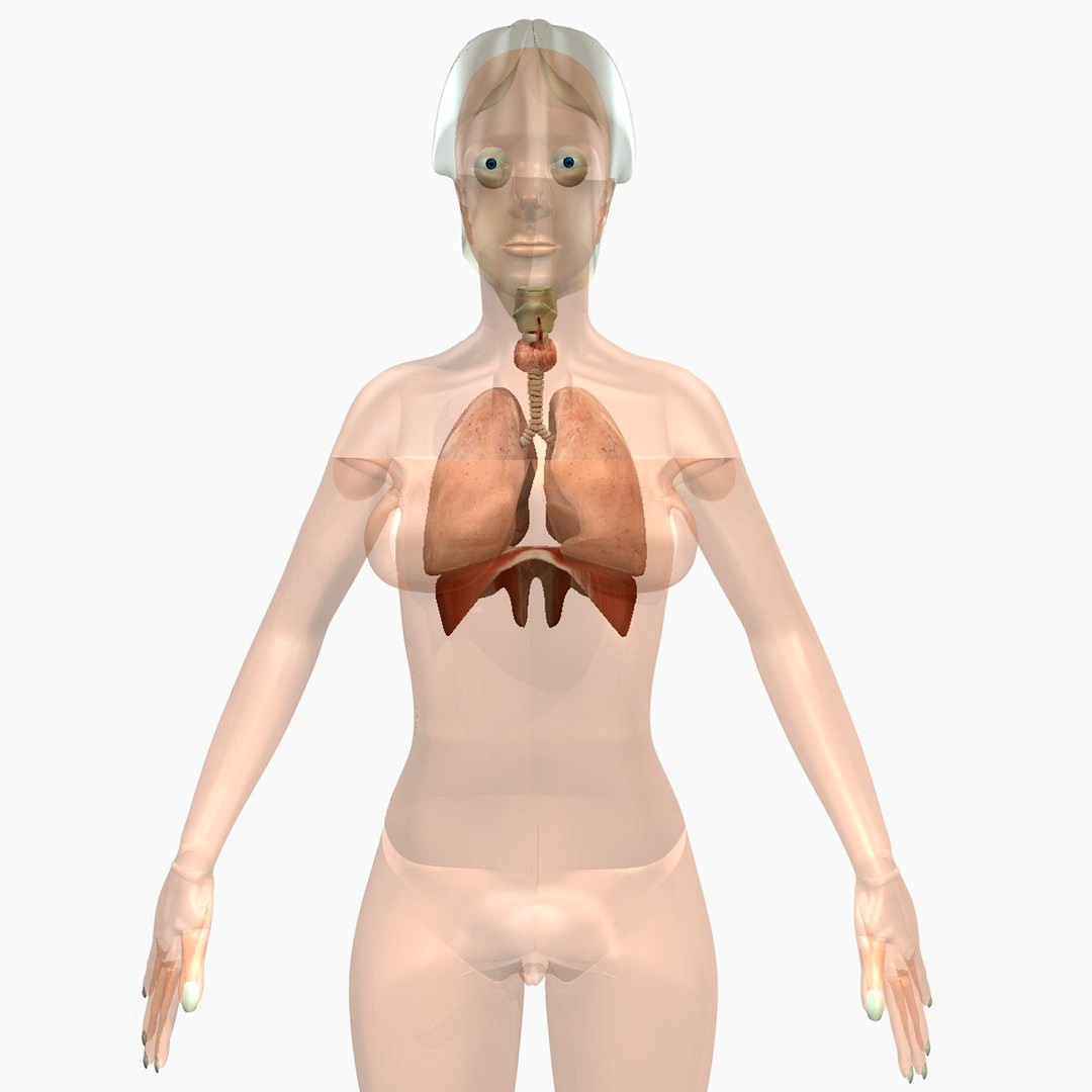 Respiratory and Female Body