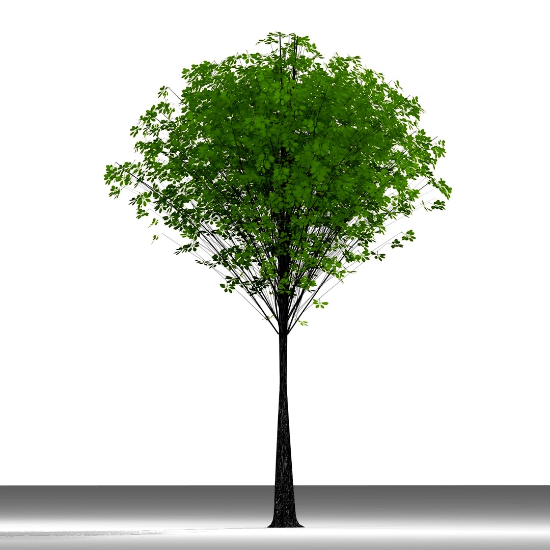 TREE 63