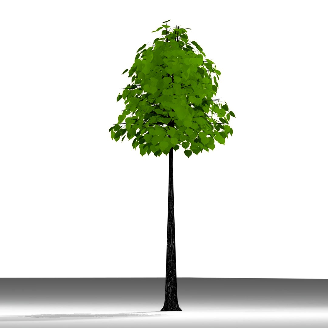 TREE 61