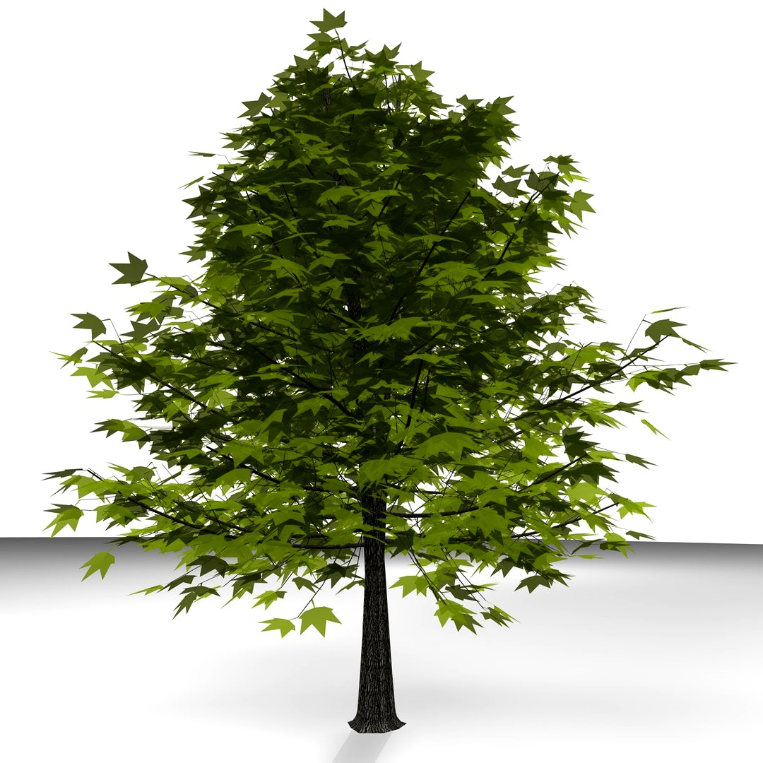 TREE 24