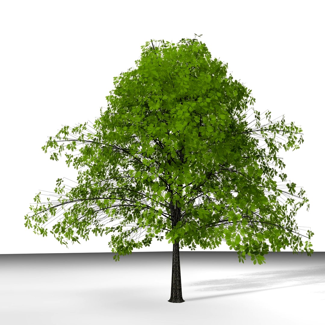 TREE 18