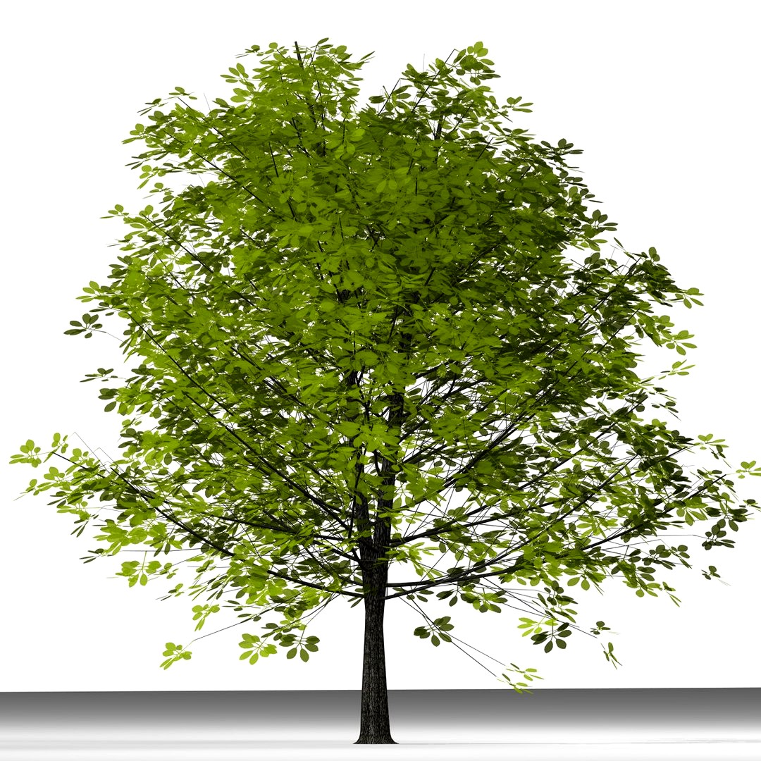 TREE 22