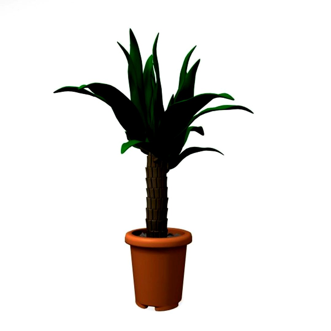 palm