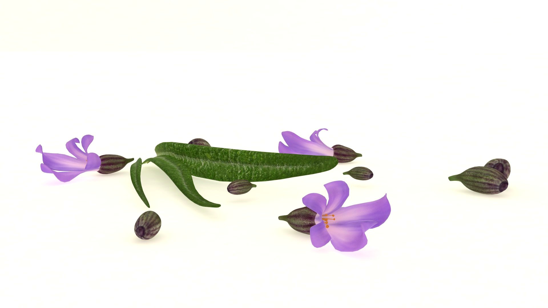 Lavender flowers health aroma