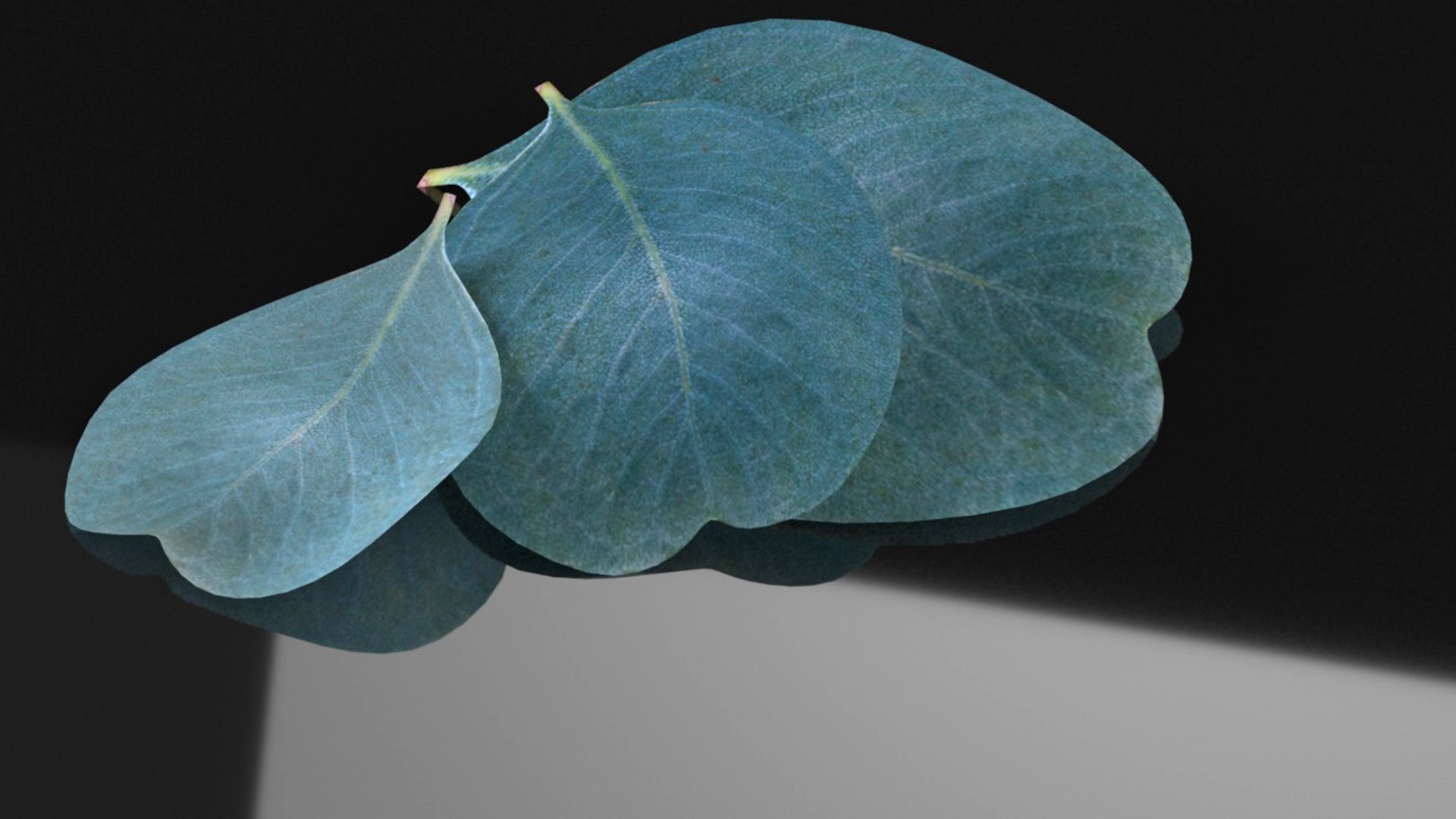 Blue eucalyptus leaves health