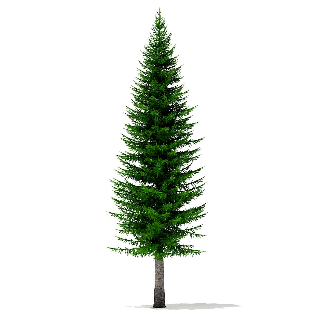 Norway Spruce (Picea abies) 11.3m