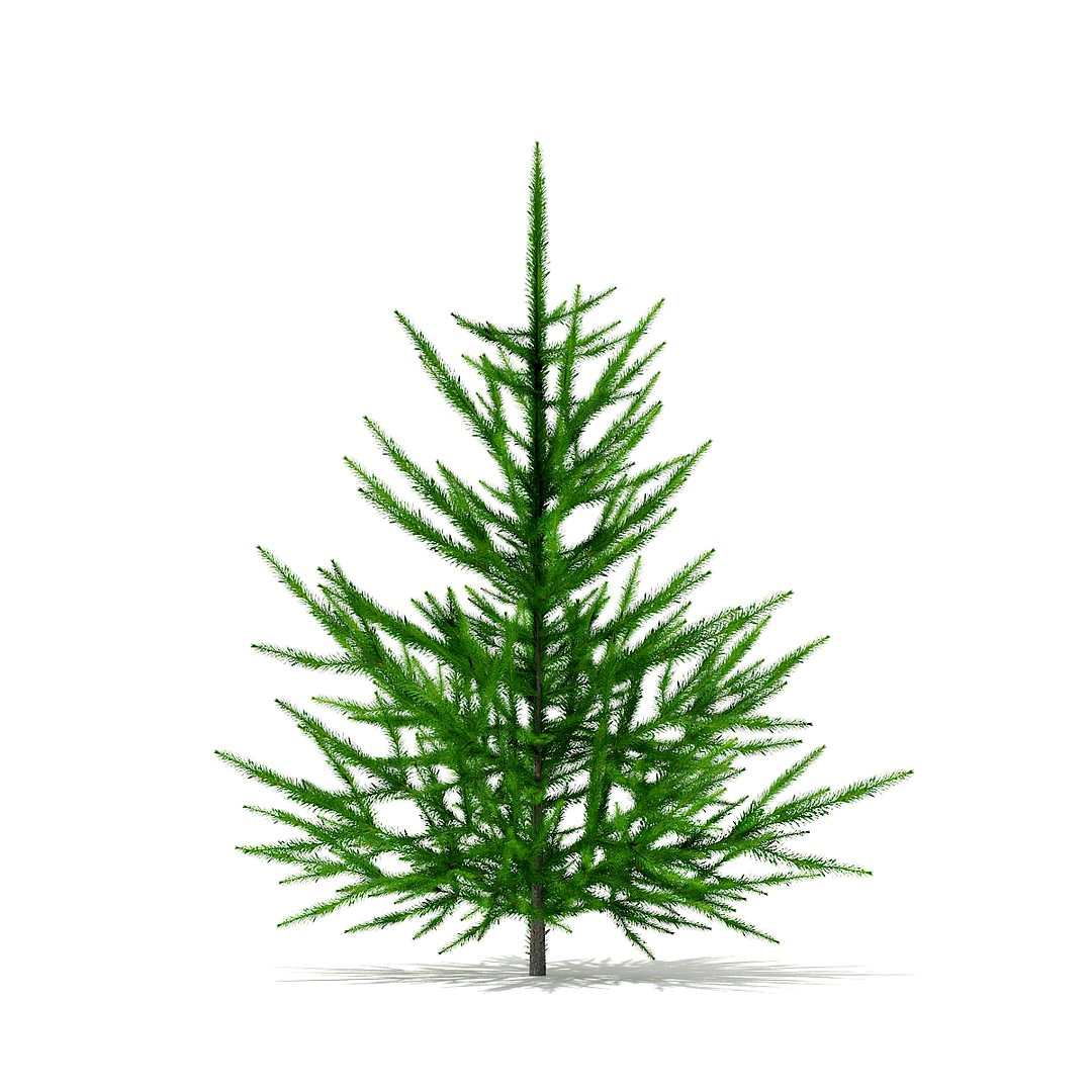 Norway Spruce (Picea abies) 1m