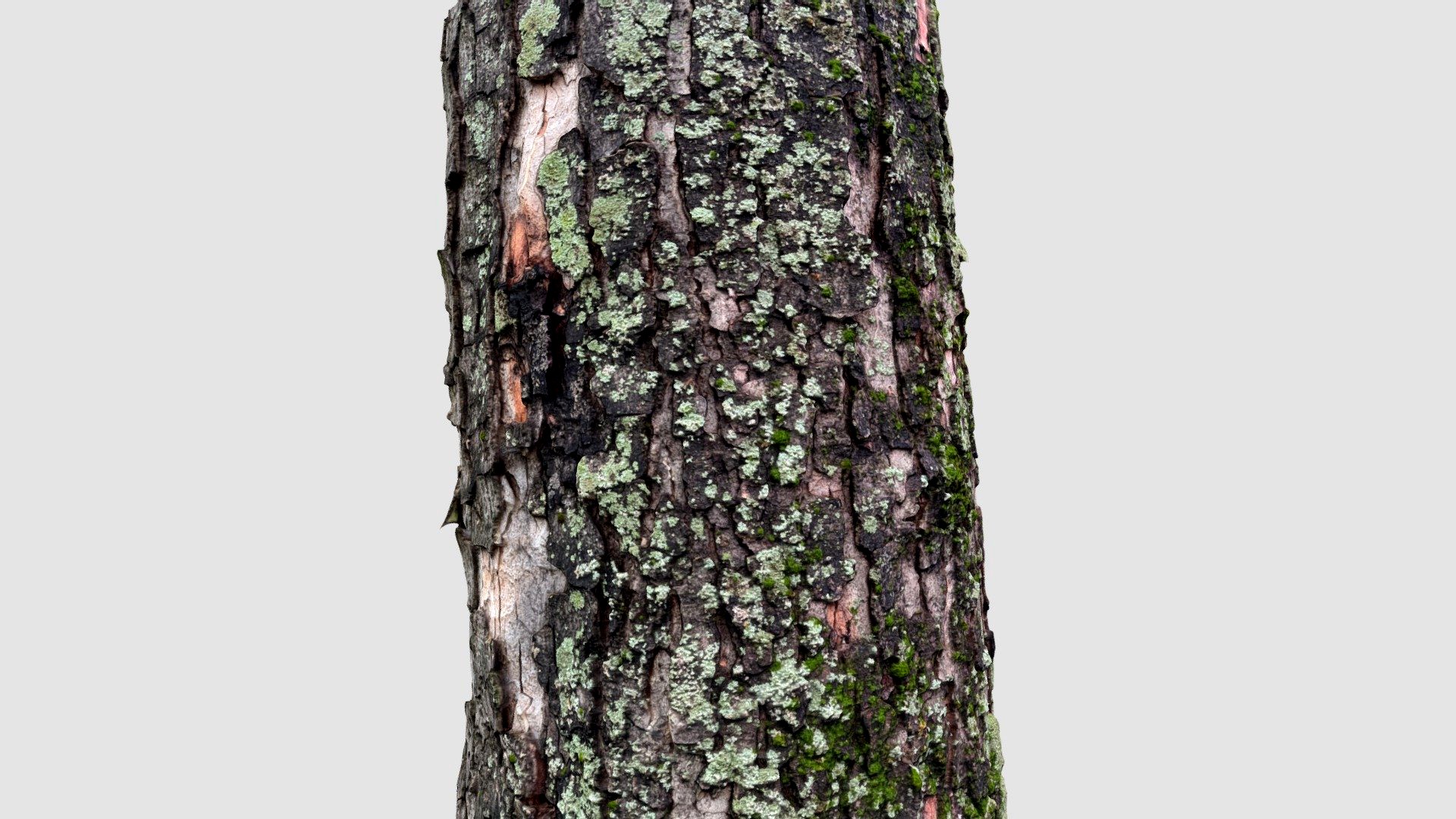 Tree Trunk 03 - RAW Scan