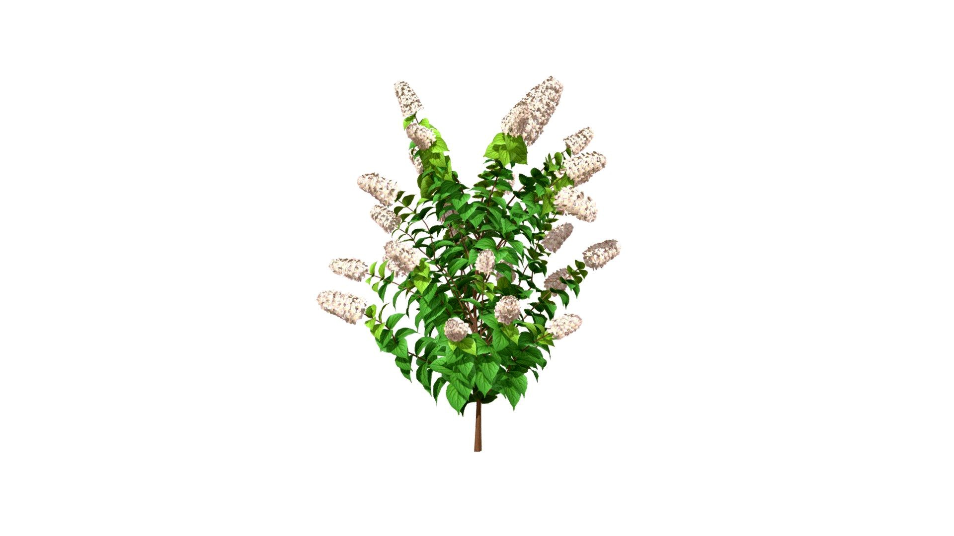 Limelight_ Hydrangea_ Mid_ Summer