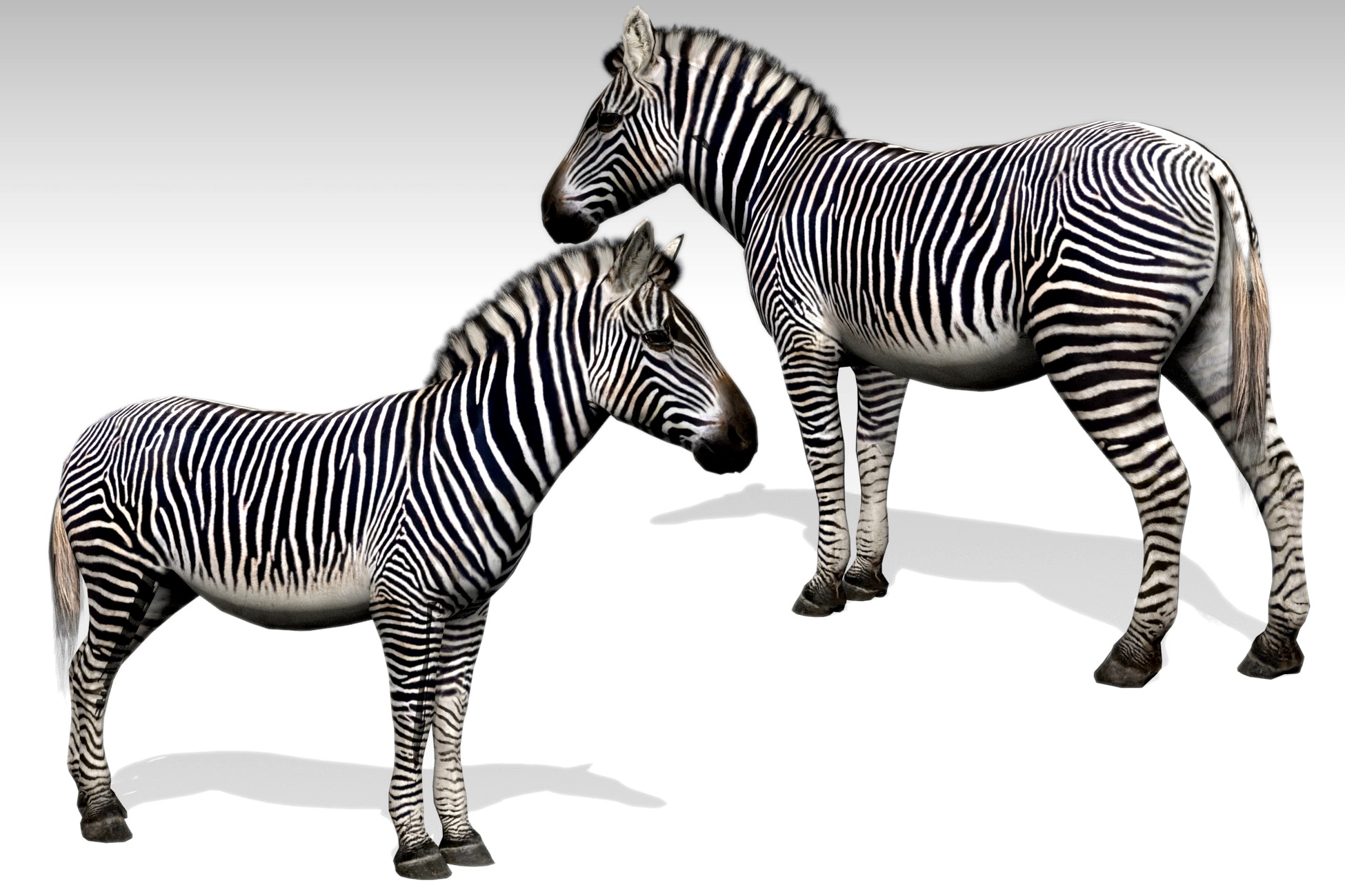 Zebra (Animated)
