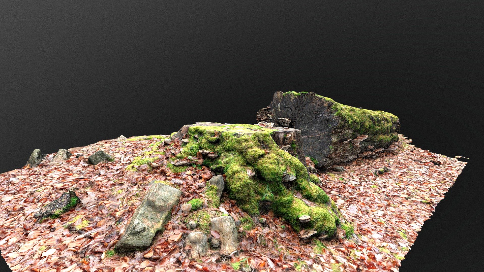 Old fallen tree