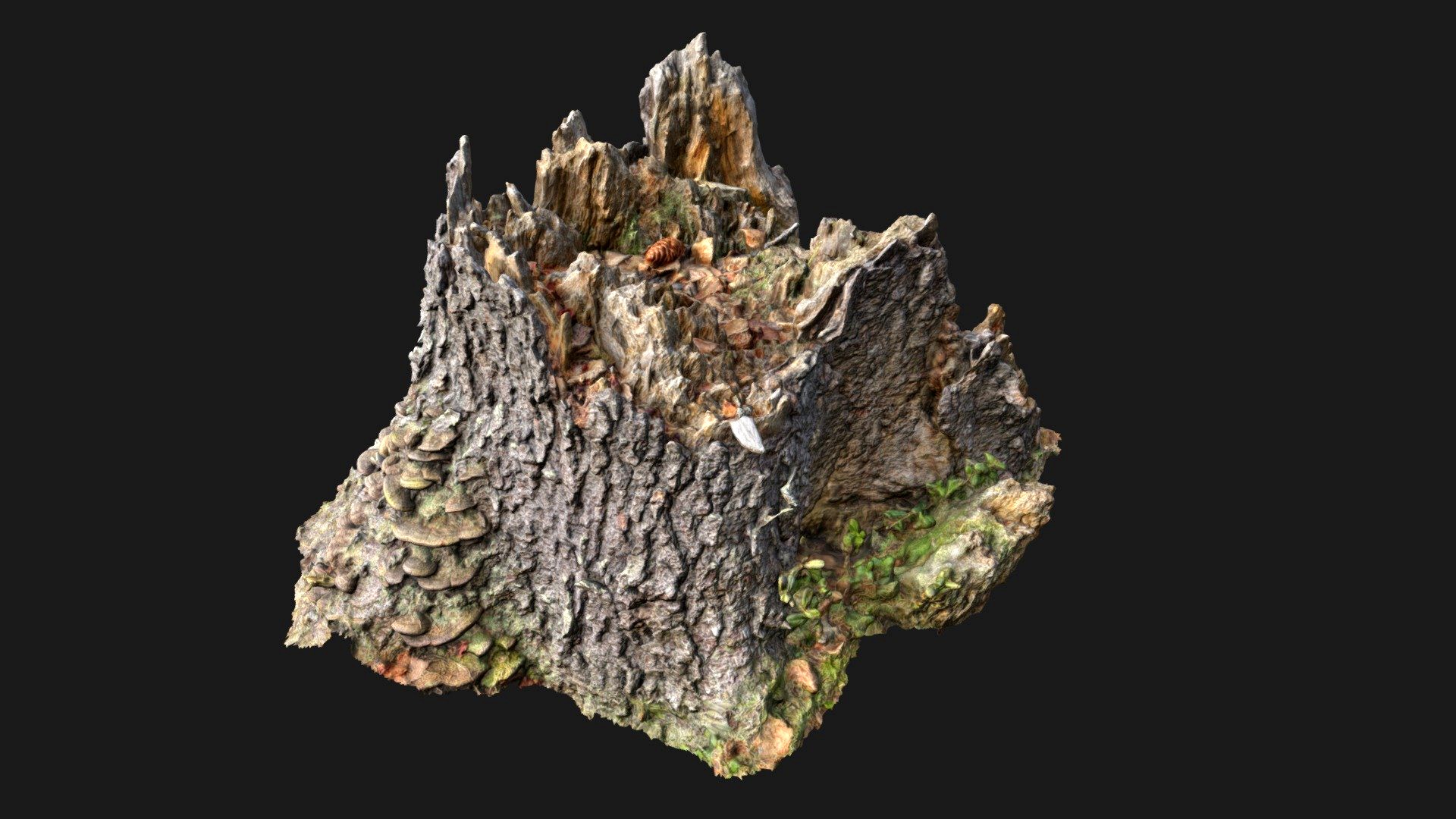 Tree Stub 2