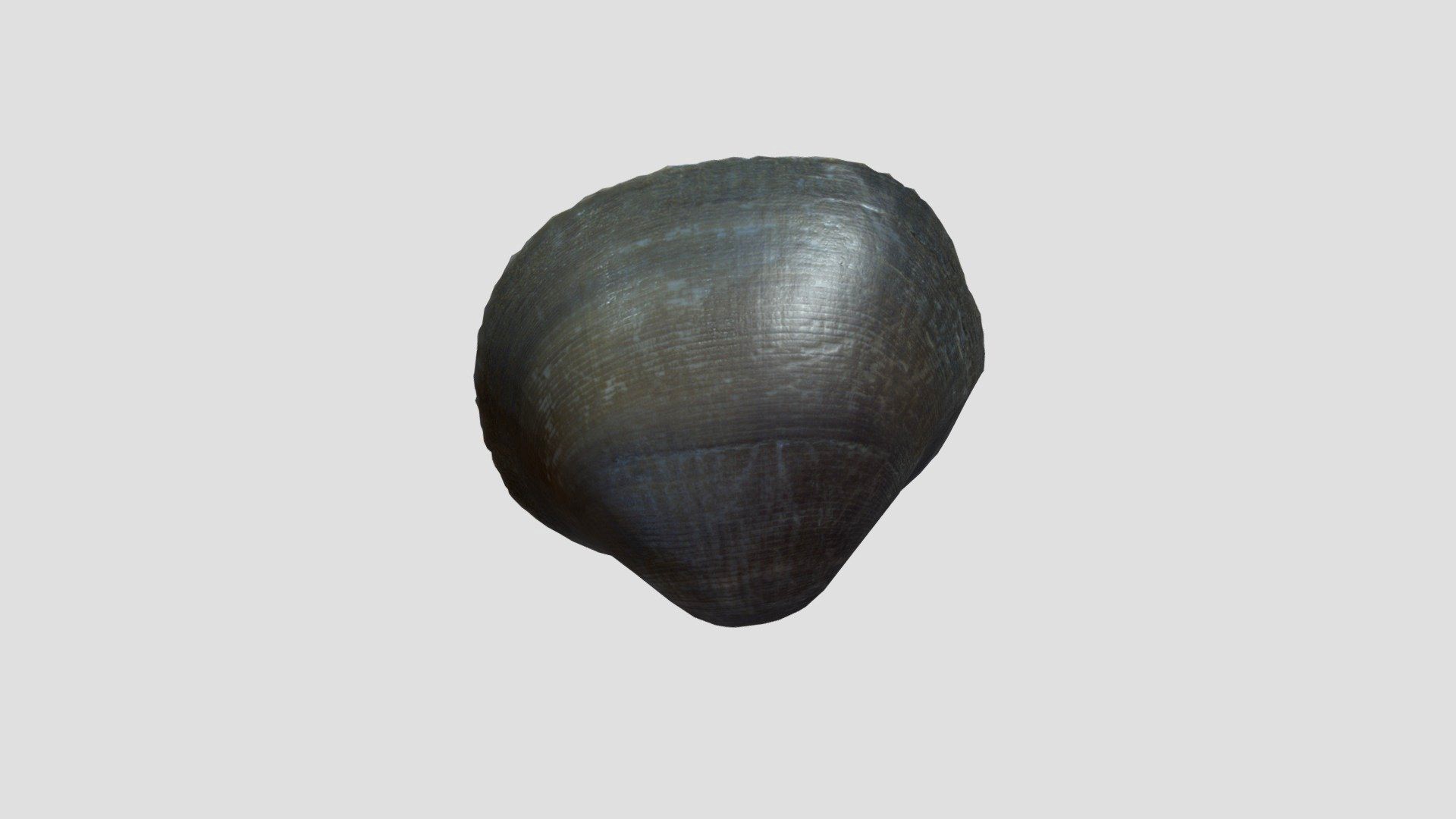 Seashell_9